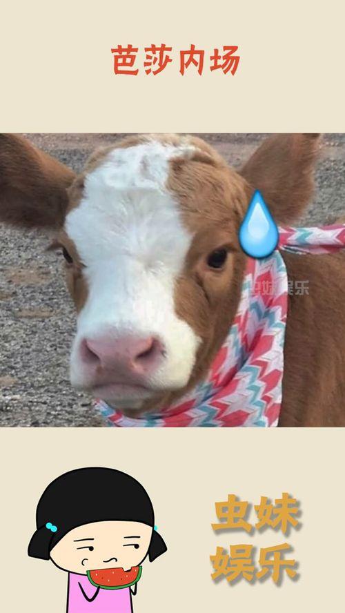 娱乐吃瓜酱作品  第1张